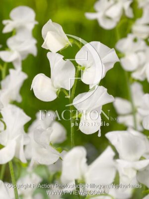 botanic stock photo Lathyrus