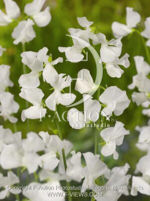 botanic stock photo Lathyrus