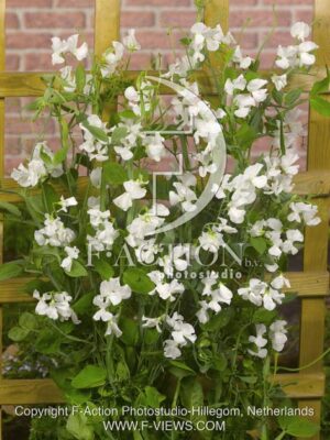 botanic stock photo Lathyrus