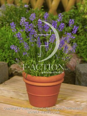 botanic stock photo Lavandula