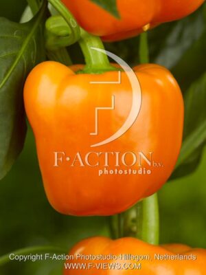 botanic stock photo Capsicum