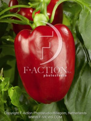botanic stock photo Capsicum