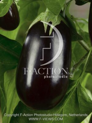 botanic stock photo Solanum