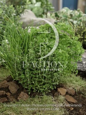 botanic stock photo Mixed