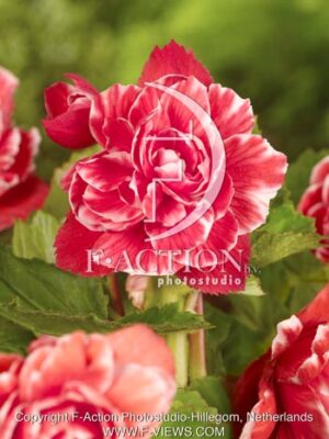 botanic stock photo Begonia