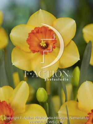 botanic stock photo Narcissus