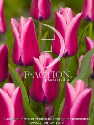 botanic stock photo Tulipa