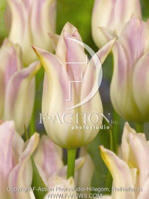 botanic stock photo Tulipa