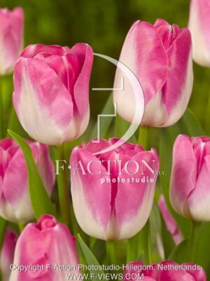 botanic stock photo Tulipa
