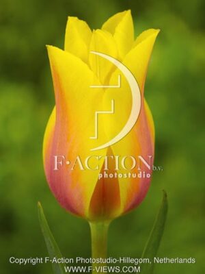botanic stock photo Tulipa