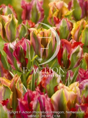 botanic stock photo Tulipa