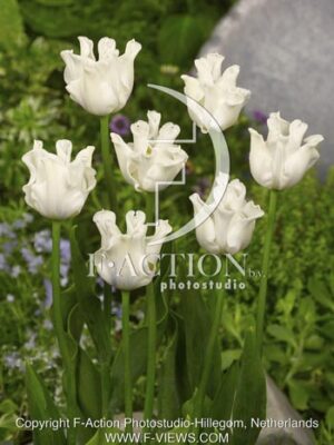 botanic stock photo Tulipa