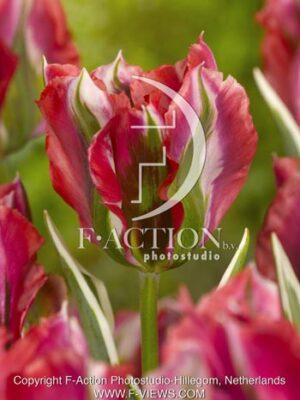 botanic stock photo Tulipa