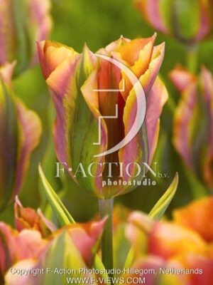 botanic stock photo Tulipa