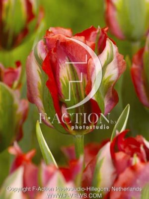 botanic stock photo Tulipa