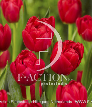 botanic stock photo Tulipa