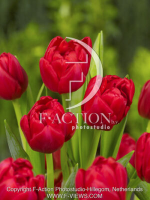 botanic stock photo Tulipa