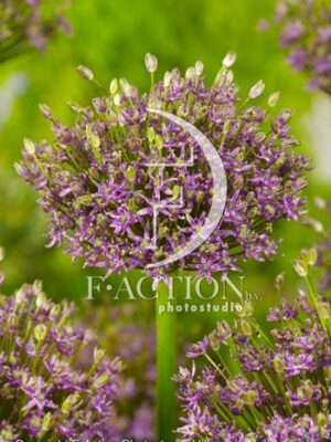 botanic stock photo Allium
