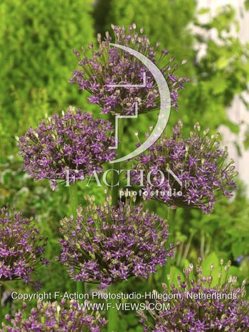 botanic stock photo Allium