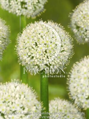 botanic stock photo Allium