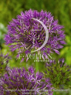botanic stock photo Allium
