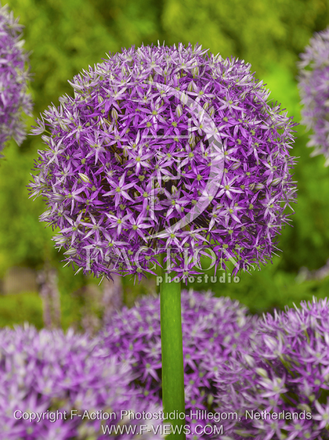 botanic stock photo Allium