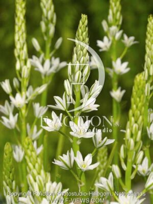 botanic stock photo Ornithogalum