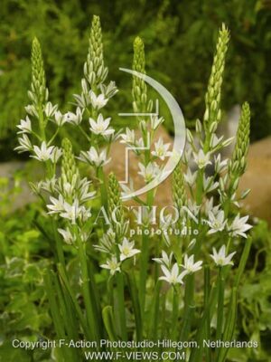 botanic stock photo Ornithogalum