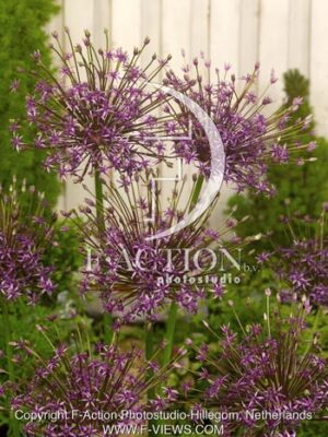 botanic stock photo Allium