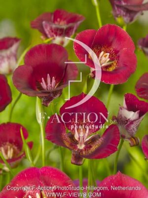 botanic stock photo Calochortus