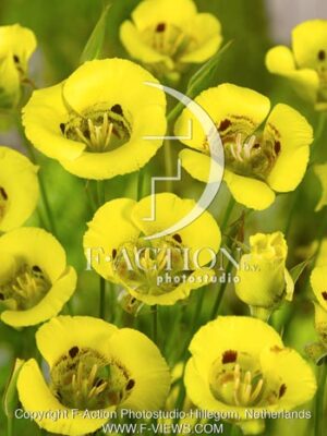 botanic stock photo Calochortus
