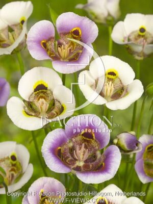 botanic stock photo Calochortus