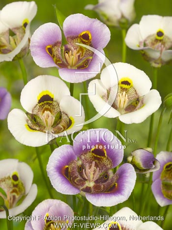 botanic stock photo Calochortus