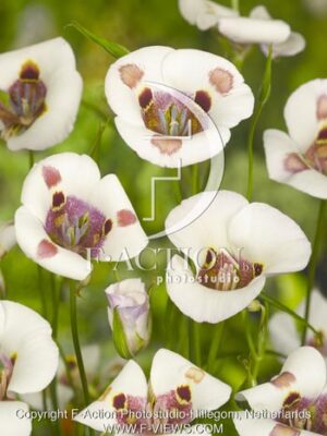 botanic stock photo Calochortus