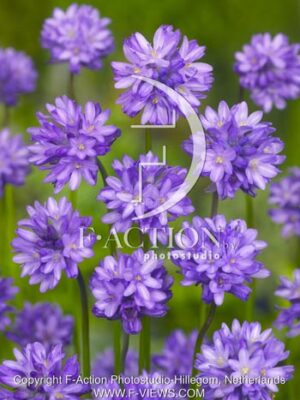 botanic stock photo Dichelostemma