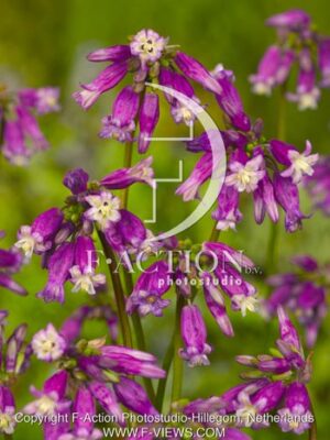 botanic stock photo Dichelostemma