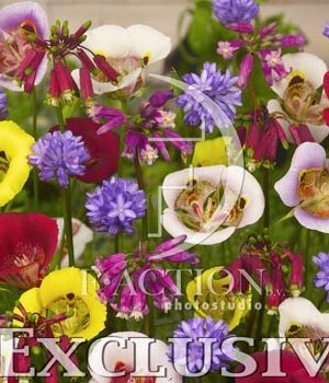 botanic stock photo Summer