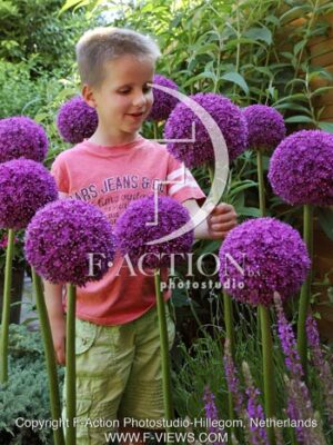 botanic stock photo Allium