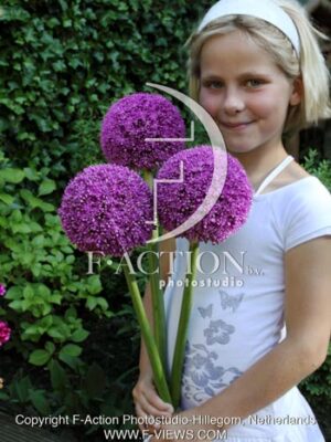 botanic stock photo Allium