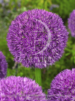 botanic stock photo Allium