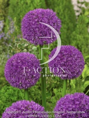 botanic stock photo Allium