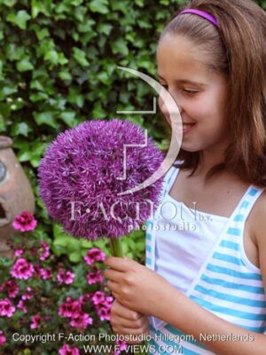 botanic stock photo Allium