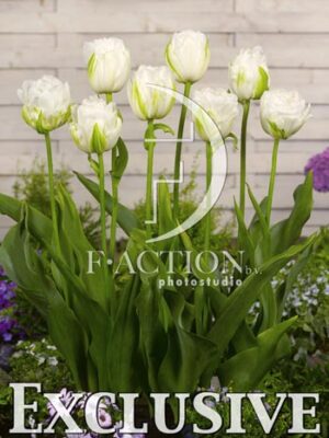 botanic stock photo Tulipa