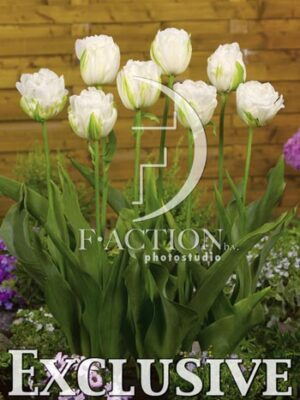botanic stock photo Tulipa