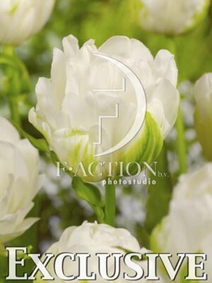 botanic stock photo Tulipa