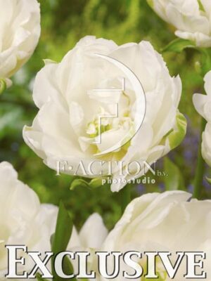 botanic stock photo Tulipa