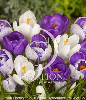botanic stock photo Crocus