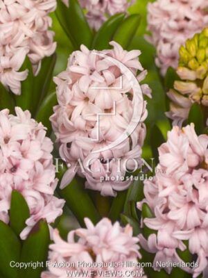 botanic stock photo Hyacinthus