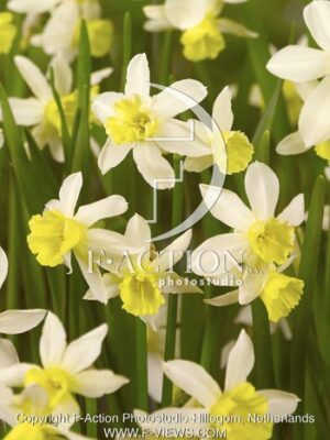 botanic stock photo Narcissus