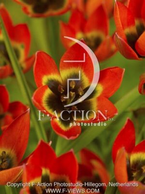botanic stock photo Tulipa